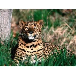  LEOPARD 10160 CROSS STITCH CHART