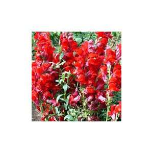  Seeds of Change S16590 Certified Organic Scarlet Giant 