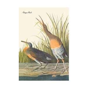  Clapper Rail 20x30 poster