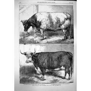  1863 PRIZE CATTLE SMITHFILED CLUB CATTLE SHOW OX HEIFER 