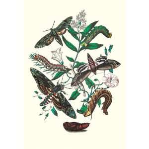  Moths S. Pinastri S. Convolvuli S. Lingustri 24x36 Giclee 