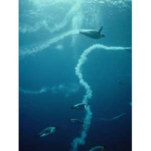 Emperor Penguins Swim Beneath the Ice to Hunt Squid Photographic 