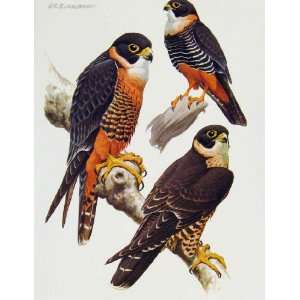  Eagles Hawks & Falcons Orange Breasted Falcon Bat Birds 