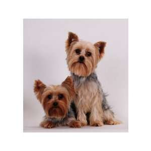  Two Yorkies Mouse Pad