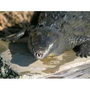  Crocodile, Black River, St. Elizabeth, Jamaica, West 