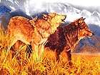 New Wild Wolf Wolves Animals Fabric Wall Panel Territorial Trail