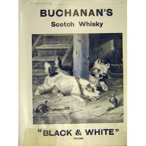  Advert Scotch Wysky Black And White Brand Dogs Rat 1911 