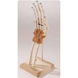    Flex Ligamented Hand and Wrist Ultra Flex Ligamented Hand and Wrist