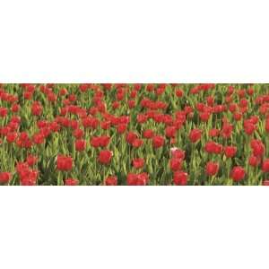  Brewster UMB91129 48 Inch by 126 Inch Red Tulips Wall 