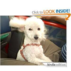 What Dog Breed Is Right For Me? The Standard Poodle Report Mill Creek 