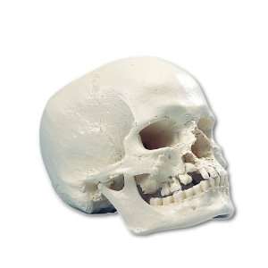  3B Scientific A29/3 Plastic Human Skull Model with Cleft 