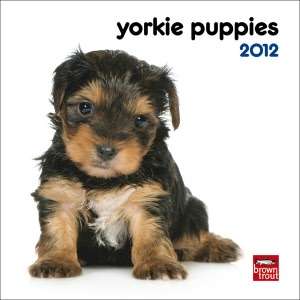   2012 Yorkshire Terrier Puppies Mini Wall Calendar by 