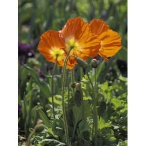 Orange Poppy Flower in the Dallas Arboretum in Dallas, Texas Stretched 