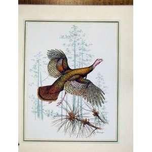 Turkey Bird Flying Animal Nature Old Print C1967 Color  