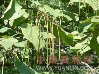 catalpa tree/roble ~~~~~40 nice seeds  