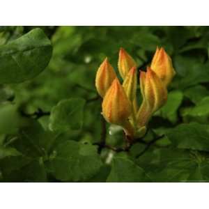  Close up of Budding Flame Azalea Flowers Premium 