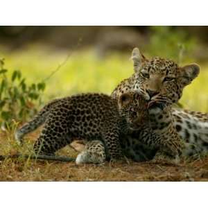  Leopard Licks a Young Cub, Mombo, Okavango Delta, Botswana 