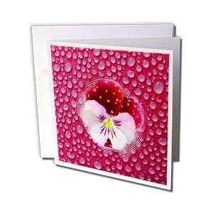   Morning Mist and Red Pansy   Greeting Cards 6 Greeting Cards with