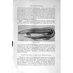  FRILL GILLED SHARK FISH NATURAL HISTORY 1896 OLD PRINT 