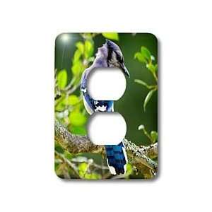   Park Wildlife   Blue Jay takes a Glance   Light Switch Covers   2 plug
