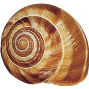 Roland Giant Snail Shells, 720 Count Shells  Grocery 