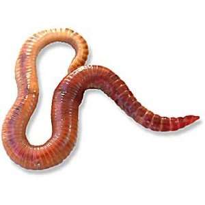  Red Wiggler Worms 300ct