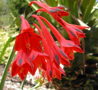 Rare Clinanthus   Exotic Amaryllis relative (Stenomesson)  