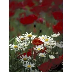 White Daisies and Red Poppies, near Crosby, Tennessee, USA Premium 