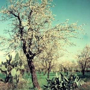Almond Tree in Bloom, Between an Agave Plant and a Cactus Photographic 