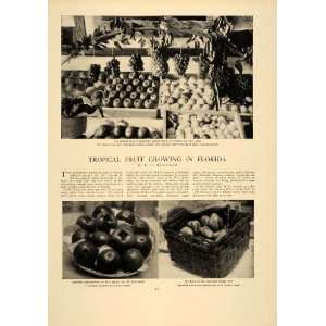 1906 Article Tropical Fruits Crop Florida Harvest Farming Agriculture 
