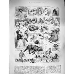  1883 KENNEL CLUB DOG SHOW CRYSTAL PALACE LADY BRASSEY 