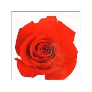  Paper House Diecut Card Rose Red (3 Pack)