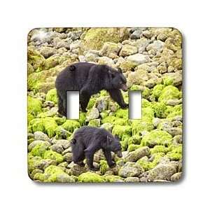 VWPics Animals   Black Bear mother with two cubs walks beach in search 