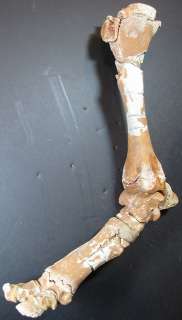 Subhyracodon Complete Leg, Early Rhinoceras, South Dakota, R168  