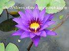 10 LIVE DIRECTOR GT MOOR WATER LILY PLANTS BULB FreeDoc
