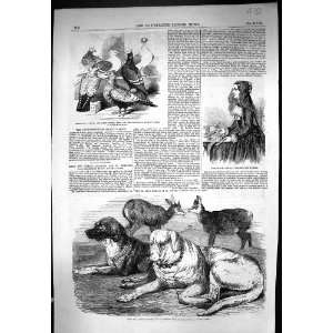  1855 Chamois St. Bernard Dogs Albert Smith Bernese Girl 