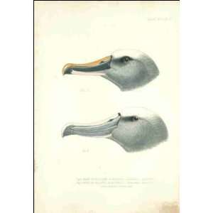  Reprint Heads of Albatrosses 1905