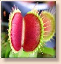   most famous carnivorous plant each pack contains 5 seeds minimum full