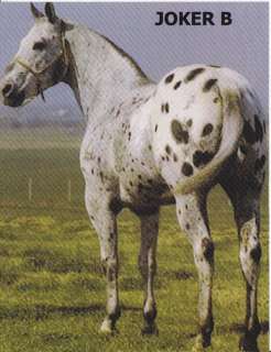 WORLD FAMOUS STALLION JOKER B APPALOOSA HORSE POSTCARD  