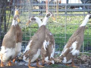 12+ (Extras when available) Show Quality Penciled Indian Runner Duck 