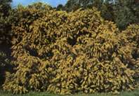 Ovens Valley Wattle (Acacia pravissima)   Seed  