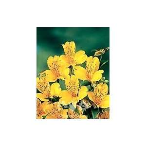  Senna (Yellow)   Alstroemeria   120 stems Arts, Crafts 