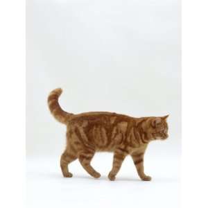  Domestic Cat, Red Tabby Female Walking Profile Premium 