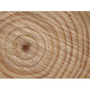 Growth Rings in Trunk of Spruce Tree, Norway Premium Poster Print by 