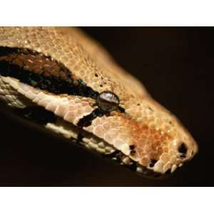  A Close View of a Red Tailed Boa Constrictor Photographic 