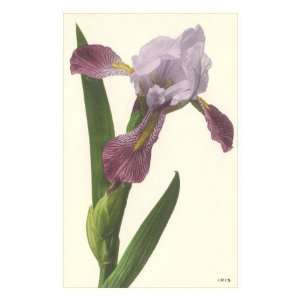  Iris Premium Poster Print, 16x24