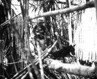 WWll War Dog Biak Island 1944 New Guinea  