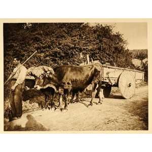  1925 Basque Peasant Man Farmer Ox Cart Yoke Oxen Spain 