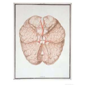 The Brain, from Traite DAnatomie de Cerveau, by Felix Vicq DAzyr Art 