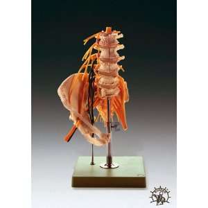  Lumbar Spinal Column W/Innervation